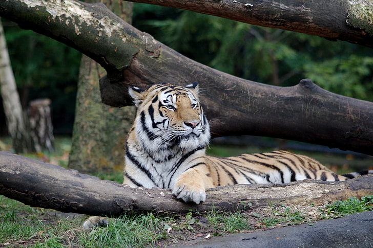 Hamburg, Zoo, Bengal tigers, tiger, trees, HD wallpaper