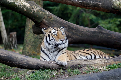 Хамбург, зоопарк, бенгалски тигри, тигър, дървета, HD тапет HD wallpaper