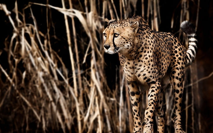cheetah, grass, predator, HD wallpaper