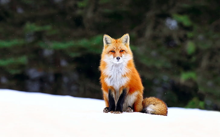 red fox, winter, forest, snow, Fox, HD wallpaper