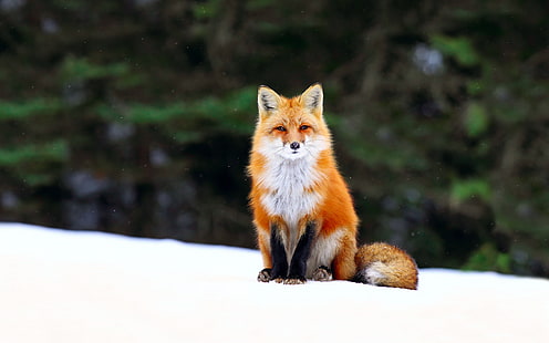 red fox, winter, forest, snow, Fox, HD wallpaper HD wallpaper