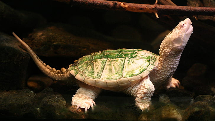 Костенурка Костенурка HD, бяла и зелена костенурка, животни, костенурка, костенурка, HD тапет
