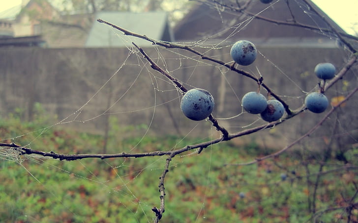 berries, drops, macro, autumn, HD wallpaper