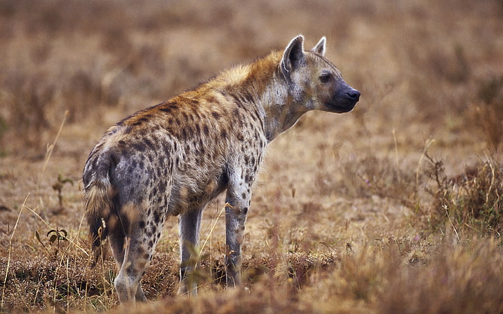 hyena hyenas hyena Animals Other HD Art , hyena, hyenas, laughing, spotted, HD wallpaper