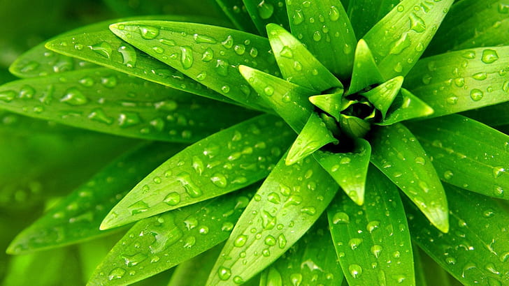 Растение отблизо, зелени листа, капки вода, растение, зелено, листа, вода, капки, HD тапет