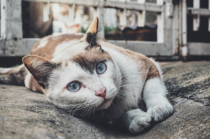قطة بيضاء وبنية ، قطة ، حيوانات ، عيون زرقاء ، حيوان أليف، خلفية HD