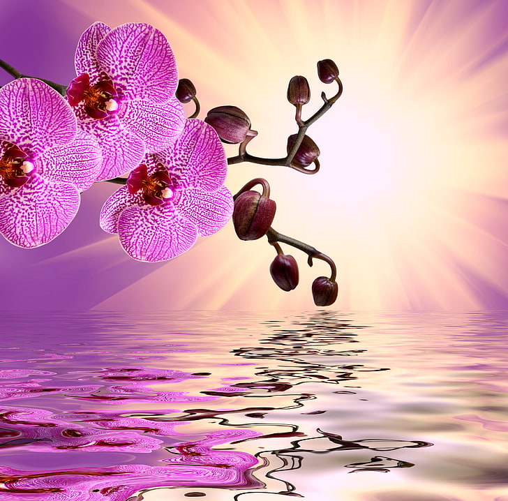 purple moth orchids, flowers, sunshine, Orchid, pink, water, beautiful, reflection, HD wallpaper