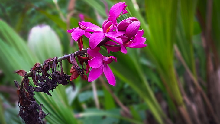 розово-фиолетовый цветок с лепестками, орхидеи, цветы, HD обои