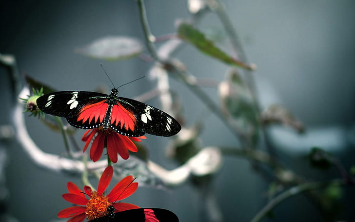 Пеперуда, черна, червена и бяла пеперуда, пеперуда, HD тапет