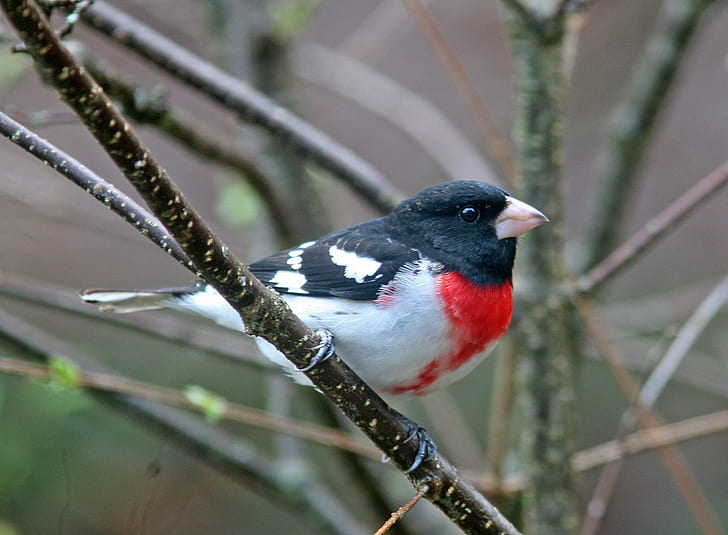 pássaro preto, branco e vermelho no galho de árvore marrom, bico de bico-de-rosa, bico de bico-de-rosa, pássaro, animal, natureza, vida selvagem, ao ar livre, HD papel de parede