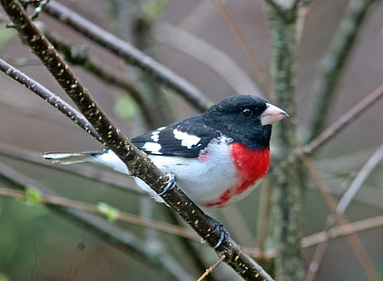 uccello nero, bianco e rosso sul ramo di un albero marrone, grosbeak petto rosa, grosbeak petto rosa, uccello, animale, natura, fauna selvatica, all'aperto, Sfondo HD HD wallpaper