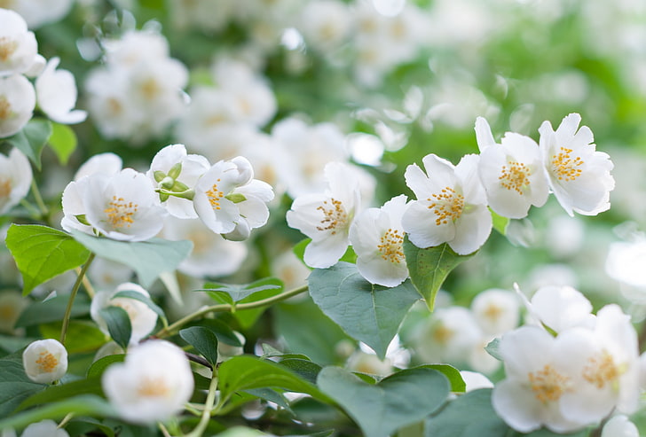 fiori bianchi, bianco, macro, cespuglio, gelsomino, Sfondo HD