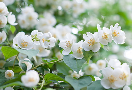 white tree blossoms, white, macro, Bush, Jasmine, HD wallpaper HD wallpaper