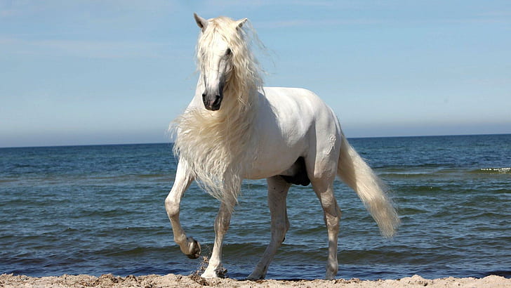 Un bellissimo cavallo, spiaggia, cavalla, animali, stallone, natura, cavallo selvaggio, cavallo bianco, Sfondo HD