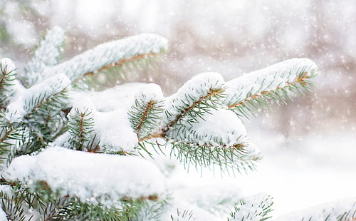 Сняг, падащ върху борови дървета HD тапет, зелен бор, сезони, зима, природа, дърво, гора, студ, клон, бор, Коледа, сняг, Коледа, сезон, вечнозелени, сняг, пинер, борови клони, HD тапет HD wallpaper