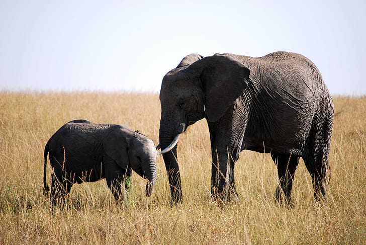 czarny słoń, słoń, dziecko, Masai Mara, Animal Planet, słoń, Afryka, dzikość, natura, safari Zwierzęta, dzikie zwierzęta, zwierzę, ssak, słoń afrykański, duży, kenia, sawanna, park narodowy, kieł, safari, dzika przyroda Rezerwa, na zewnątrz, Tapety HD