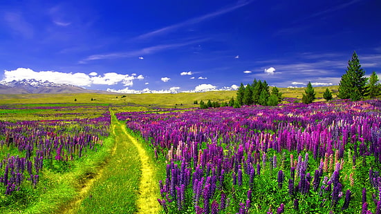 4K, европейские цветы, фиолетовый люпин, тропа, поле люпина, HD обои HD wallpaper