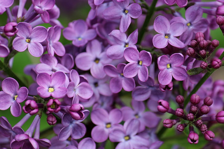 Bunga ungu, ungu, makro, bunga, Wallpaper HD