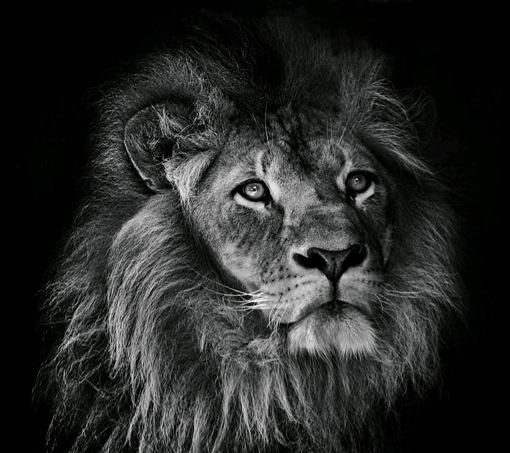 fotografia in scala di grigi di leone, fotografia, animali, leone, Sfondo HD