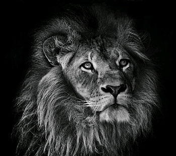 fotografia em escala de cinza de leão, fotografia, animais, leão, HD papel de parede HD wallpaper