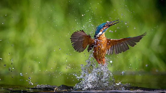 nature, animals, birds, kingfisher, water drops, HD wallpaper HD wallpaper