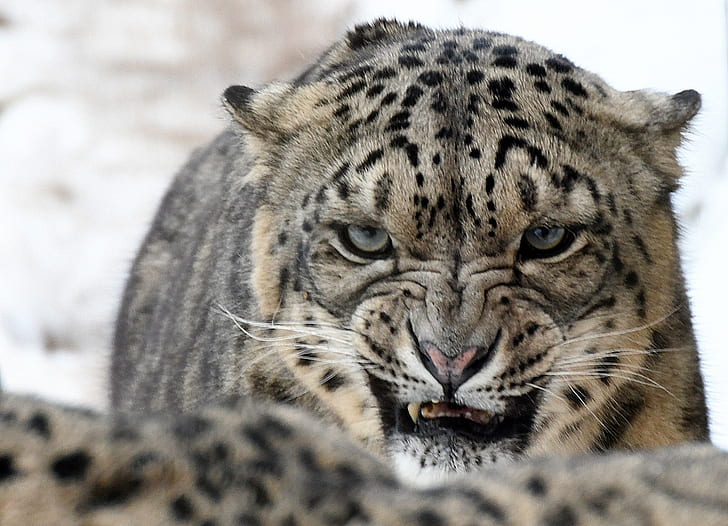 guarda, zanne, leopardo delle nevi, ruggito, Sfondo HD