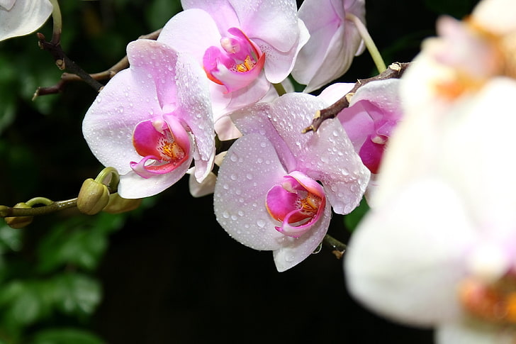 white-and-pink moth orchids, orchids, exotic, drop, HD wallpaper