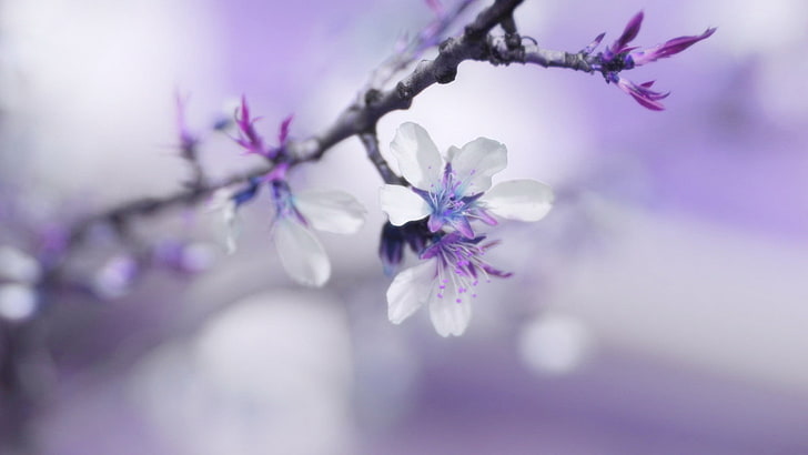 white and purple cherry blossoms, flower, macro, spring, blur, gently, HD wallpaper