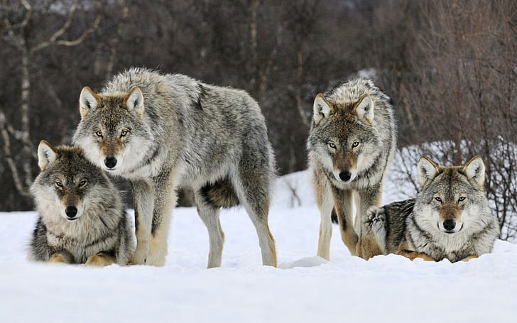 Lobos cinzentos, espírito, mítico, pacote, lobos, lobo, noruega, bonito, madeira, lobo solitário, neve, canis lu, HD papel de parede