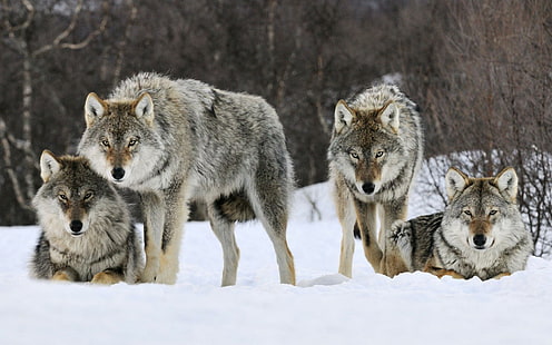 Graue Wölfe, Geist, mythisch, Rudel, Wölfe, Wolf, Norwegen, schön, Bauholz, einsamer Wolf, Schnee, Canis Lu, HD-Hintergrundbild HD wallpaper