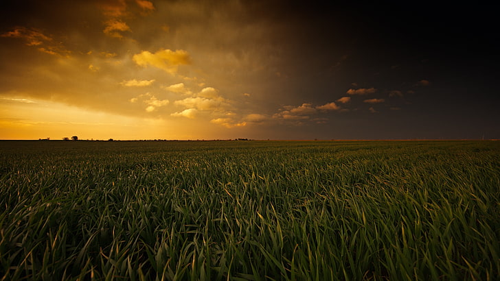 поле зеленой травы, пейзаж, поле, Оклахома, HD обои