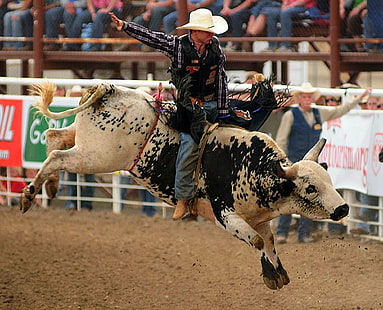 bull, bullrider, cow, cowboy, extreme, riding, rodeo, western, HD wallpaper HD wallpaper