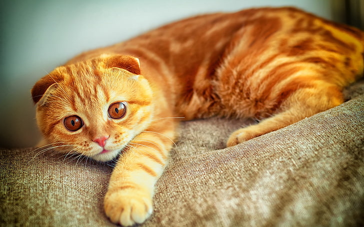 chat tigré orange, portrait, joue, patte, rouge, chat, Fond d'écran HD