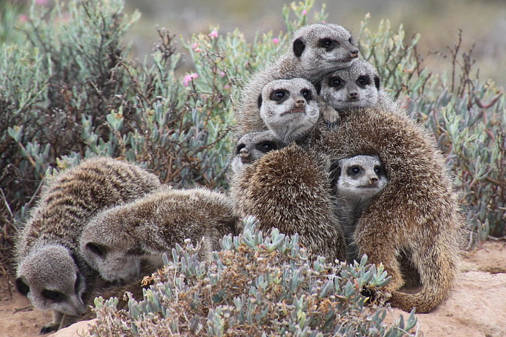 group of gray and brown fur animals, meerkats, much, pressed, animals, HD wallpaper