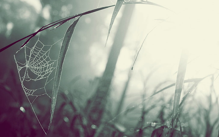 spider web, selective focus photography of spider web on green leaf, macro, mist, spiderwebs, grass, HD wallpaper