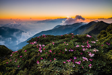 kwiat z różowymi płatkami, zielenie, niebo, liście, słońce, chmury, promienie, krajobraz, kwiaty, góry, natura, mgła, świt, wzgórza, stoki, szczyty, krzew, wysokość, uroda, wiosna, poranek, horyzont, Azja , Tajwan, kwitnienie, azalia, rododendrony, Tapety HD HD wallpaper