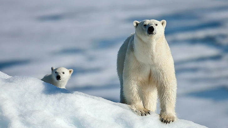 полярни мечки, животни, сняг, малки, HD тапет