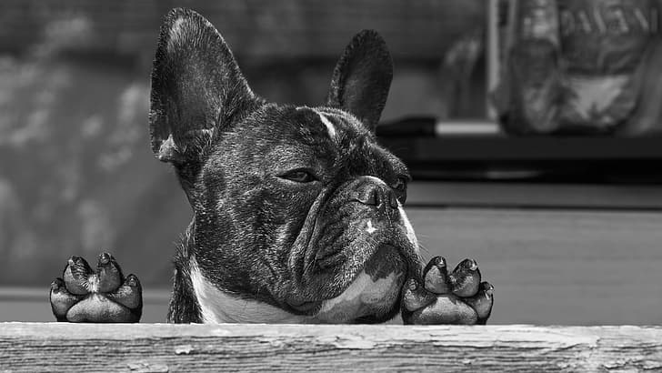 face, dog, paws, black and white, monochrome, French bulldog, HD wallpaper