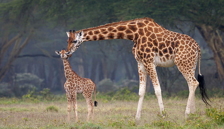 dziecko, żyrafy, Afryka, mama, Tapety HD