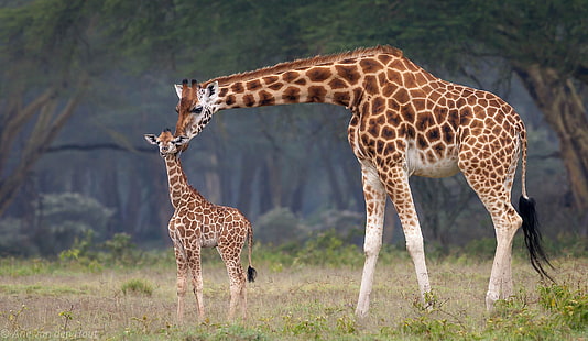  baby, giraffes, Africa, mom, HD wallpaper HD wallpaper