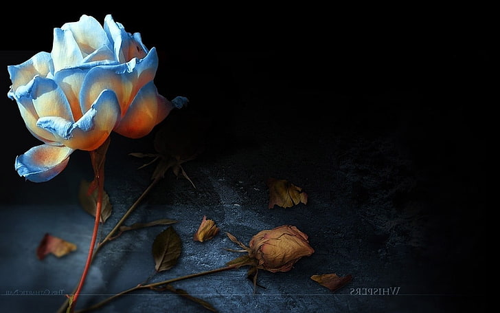 pintura digital da flor com pétalas azuis, flores, HD papel de parede