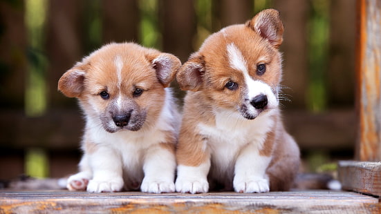 corgi, dog breed, welsh corgi, puppies, pembroke welsh corgi, puppy, HD wallpaper HD wallpaper