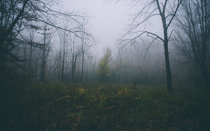 Bäume Forest Fog Mist HD, Natur, Bäume, Wald, Nebel, Nebel, HD-Hintergrundbild