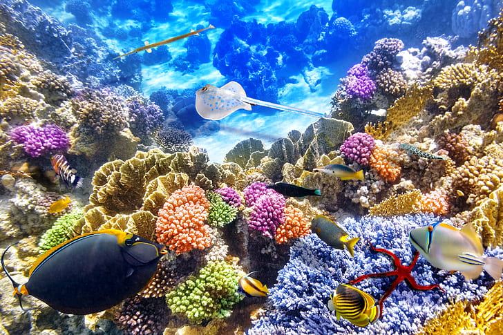colorful, coral, earth, fish, ocean, stingray, underwater, HD wallpaper