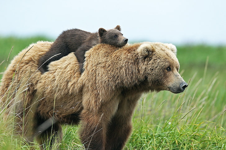urso pardo, animais, ursos, filhotes, filhotes, HD papel de parede