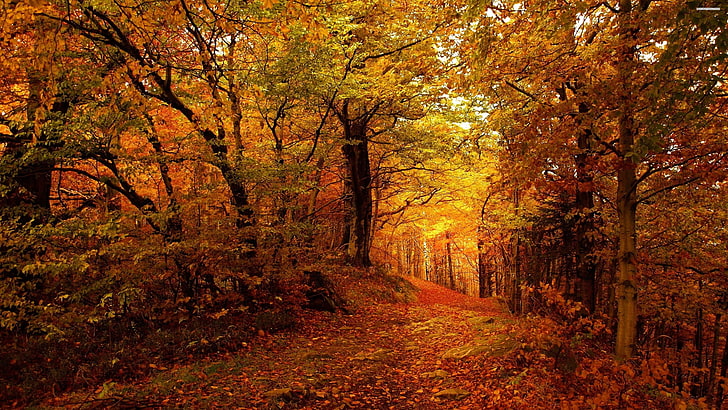 gambar waktu musim gugur untuk latar belakang, Wallpaper HD