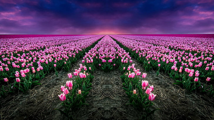 flor, cielo púrpura, campo, planta, cielo, tulipán, primavera, púrpura, tulipanes rosados, paisaje, granja de tulipanes, campo de tulipanes, campo de flores, Fondo de pantalla HD