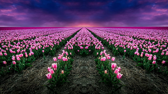 flor, cielo púrpura, campo, planta, cielo, tulipán, primavera, púrpura, tulipanes rosados, paisaje, granja de tulipanes, campo de tulipanes, campo de flores, Fondo de pantalla HD HD wallpaper