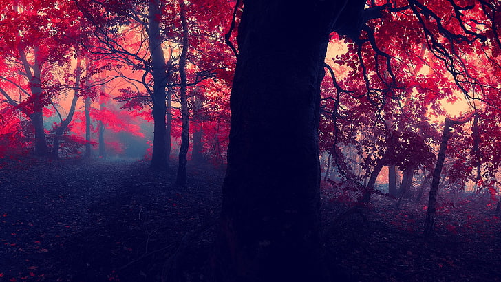 banyak pohon berdaun merah, fotografi lanskap pohon, jatuh, hutan, alam, Wallpaper HD