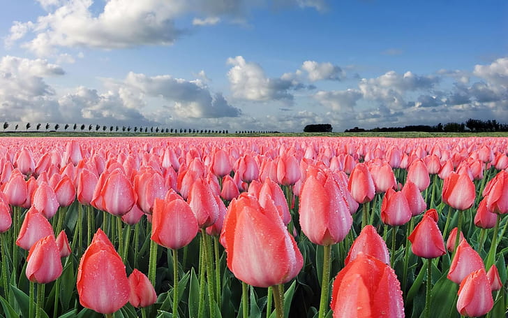 Field With Pink Tulips Hd Wallpaper 2560×1600 08654, HD wallpaper